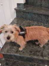 Arnés de perro sin tirar reflectante transpirable arnés de mascota ajustable para chaleco de perro ID parche personalizado para caminar al aire libre perro suministros