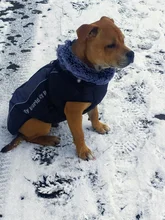 Pet-Dog-Clothes Clothing Walking-Harness Dogs Outdoor Waterproof Large Winter Medium