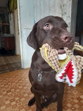 Cute Pet Dog Toys Chew Squeaker Animals Pet Toys Plush Puppy Honking Squirrel For Dogs