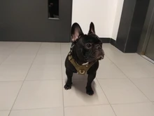 Harness Light-Weight Military-Service Truelove Dog Small Outdoor Tactical Medium Adjustable