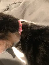 Collar de gatito con diamantes de imitación para gatos, accesorios para Collar de gatito, productos de liberación rápida para perros pequeños, accesorios para cachorros