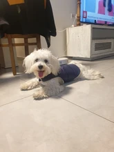 Ropa de invierno cálida para perros, chaleco reflectante para cachorros, chaqueta polar cómoda para mascotas, abrigo para perros pequeños, medianos y grandes, 2020