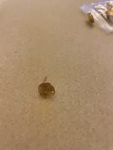 10 Uds. Pendientes de aleación Zina con Base de Plata Irregular de oro de 12mm para Pendiente de círculo, accesorio para pendientes DIY, joyería AC211