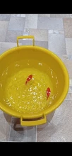 [MPK Store] , Battery-Powered Fish, Cat Toy Cat Fish