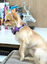 Collar de gato de terciopelo con lazo liso para cachorro, Chihuahua, con campana, hebilla de seguridad ajustable, pajarita para gatos, accesorios para mascotas