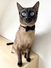 Collar de gato de Color liso con lazo de terciopelo para cachorro, Chihuahua, hebilla de seguridad ajustable con campana, pajarita para gatos, accesorios para mascotas