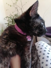 Repelente de mosquitos contra pulgas de gato, tamaño ajustable, eliminación efectiva de pulgas, piojos, ácaros, mosquitos, Color rosa, Shippi