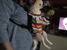 Gato bolsa frente mochila portador de chihuahua de perro de peluche mochila perros pequeños de mascotas productos para mascotas perros chien