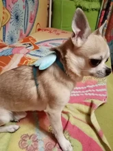 Arnés de nailon pequeño para perros, 10 colores, bonito arnés a prueba de Escape para gatos, conejos, Chihuahua y cachorros