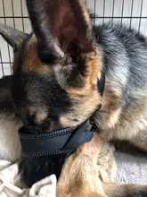 Correa de cuello de cabeza acolchada para perro, herramienta de entrenamiento para dejar de tirar