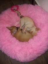 Pawstrip-Collar de piel sintética con diamantes de imitación para perro pequeño, 5 colores, Chihuahua, Yorkie, osito, mascotas, S/M