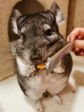 Pet Dematting Comb-Stainless Steel Pet Grooming Comb for Dogs and Cats Gently Removes