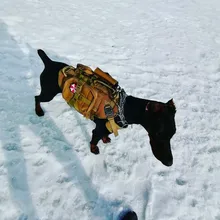 Vest Pouches Pet-Harness Dogs No-Pull Training Molle Military Hiking Tactical Large Medium