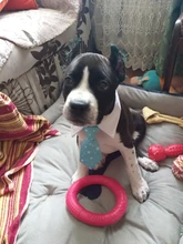 Pajarita a rayas para perro y gato, Collar ajustable para mascotas, corbata blanca para perro, y boda para fiesta, 2020