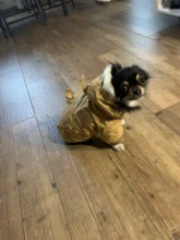 Chaqueta con capucha para gatos domésticos y perros, abrigo cálido para invierno, para perros medianos y pequeños, Chihuahua, ropa ligera