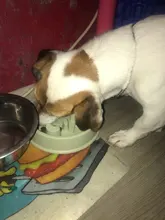 Dogs-Bowl-Accessories Pet-Feeder Puppy-Dog Feeding Slow Portable Dish Cats Prevent-Obesity