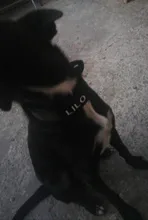 Collar de perro personalizado con grabado de nombre libre, hebilla de Metal fuerte, táctico, perro militar, con mango de Control, liberación rápida