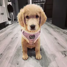 Arneses de Perro mascota suaves chaleco sin tirones ajustable para Chihuahua, cachorro, gato, conjunto de Correa y arnés para perros pequeños y medianos