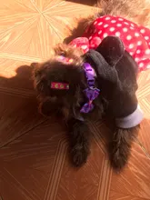 Bells Leashes Collars Dog-Accessories Fashion Kawaii Puppy-Kitty Adjustable Cute Bowknot