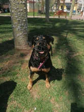 Mascarilla antiladridos para perros, máscara de silicona para evitar morder, con ventilación