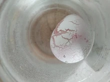 Lindo magia agua expansión dinosaurios creciendo eclosionando huevos novedad Gag juguetes para niños educativos agua creciente dinosaurio