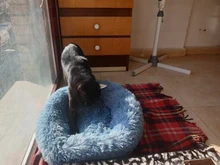 Cama de Gato supersuave, 14 colores, redonda, mullidas de gato, cesta para dormir, larga felpa, cálida, alfombrilla para mascotas, perrera ligera de tacto cómodo