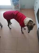 Jacket Clothing Coat Greyhound Waterproof Dog Dogs Large Super-Warm Medium Thick 
