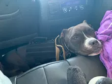 Dog-Harness Loop Dog-Molle-Vest Working Tactical with 2-Metal Buckle Hook Clip Handle