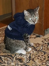 Ropa de Gato caliente para mascotas, abrigo, chaqueta para perros pequeños, medianos, gatos, Chihuahua, ropa de Yorkshire, disfraz rosa, S-2XL