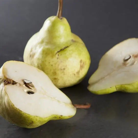 Груша даликор. Груша десертная россошанская. Груша бере боск. Груша сорт лель. Груша память жегалова дерево.