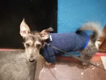 Ropa para perros de lana y Chihuahua, Ropa de invierno para mascotas pequeñas y medianas