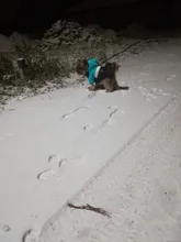 Outfit Jacket Hoodie Dog Warm Waterproof Winter Coat Splice Pet-Puppy 6-Colours 8-Sizes