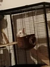 Small Animals Hammock House Guinea-Pig Rat Squirrel Chinchilla Snuggle Hanging Cave Hut