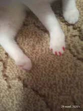 Tapones para uñas de gato, antiarañazos, suaves, de silicona, 20 piezas, garra de Pata de Gato, Protector de uñas de Mascota, cubierta de uñas de gato con pegamento y aplicador gratis