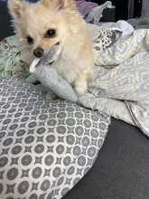 2019 nuevo mascotas perros divertidos forma Animal juguetes regalo conejo grande tocando la bocina para masticable para perros mordida Squeaker perro de juguete