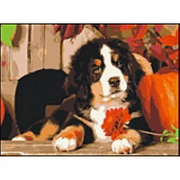 

Painting on the numbers on the canvas 30x40 cm "puppy of the bernsky зенненхунда" Red Cat pp008