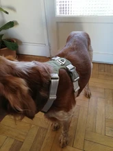 Harness Vest Belt Chest-Strap Dog-Training-Reflective Big-Dogs Adjustable Outdoor 