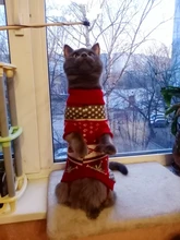 Antumn-ropa de invierno para gatos abrigo de suéter Katten para perros, disfraz de gato para perros pequeños, Chihuahua, Pugs, Bulldog francés