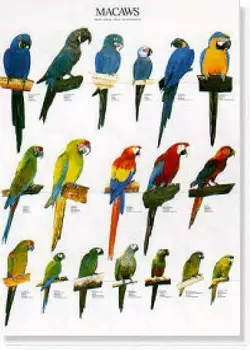 

POSTERS and LAMINAS MACAWS-MACAWS