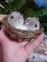 Cage-Set Nest Bird Gardening-Decoration Desktop-Ornament 9cm Simulation Photography-Props