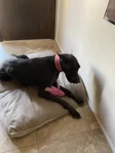 Dog-Collar Bulldog German Shepherd Wide-Leather Padded Pet-Dog Perro Soft for Medium