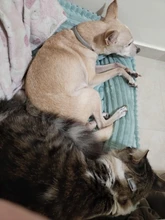 Bed Pet-Bed Labradors-House HOOPET Small Large Soft Warm Winter for Medium Big