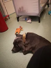 Collar de perro personalizado con grabado de nombre libre, hebilla de Metal fuerte, táctico, perro militar, con mango de Control, liberación rápida