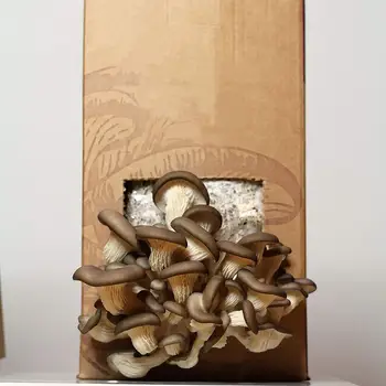 

Вешенки грибница для выращивания грибов вешенок дома в коробке, грибы дома, мицелий, семена