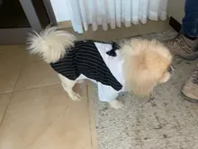 Shirt Tuxedo Pet-Outfit Christmas-Costume Wedding-Suit Cats Gentleman Halloween Small Dogs