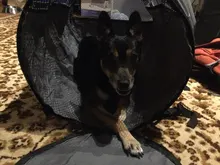 Hammock-Protector Car-Seat-Cover Dog-Carriers Safety-Belt Cawayi Kennel Transportin Pet-Dog