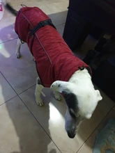 Jackets Dog-Coats Outdoor Winter Pet-Dog Dogs Large Medium for Warm Clothing Kurtka Ubranka