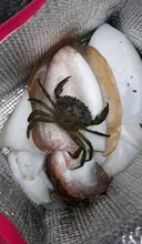 Mascarillas faciales KN95 CE FFP2 con 5 capas de filtro, máscara protectora para el cuidado de la salud, transpirable, 95%