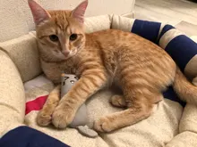 Cat-Toy Claws Pet-Supplies Plush-Toys Interactive-Tools Mint-Scratcher Catnip Teeth-Grinding