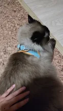 Arnés para perro o gato chaleco caminar perro ajustable perro Collar de gatito de algodón arnés suave para pequeñas medianas perros Chihuahua